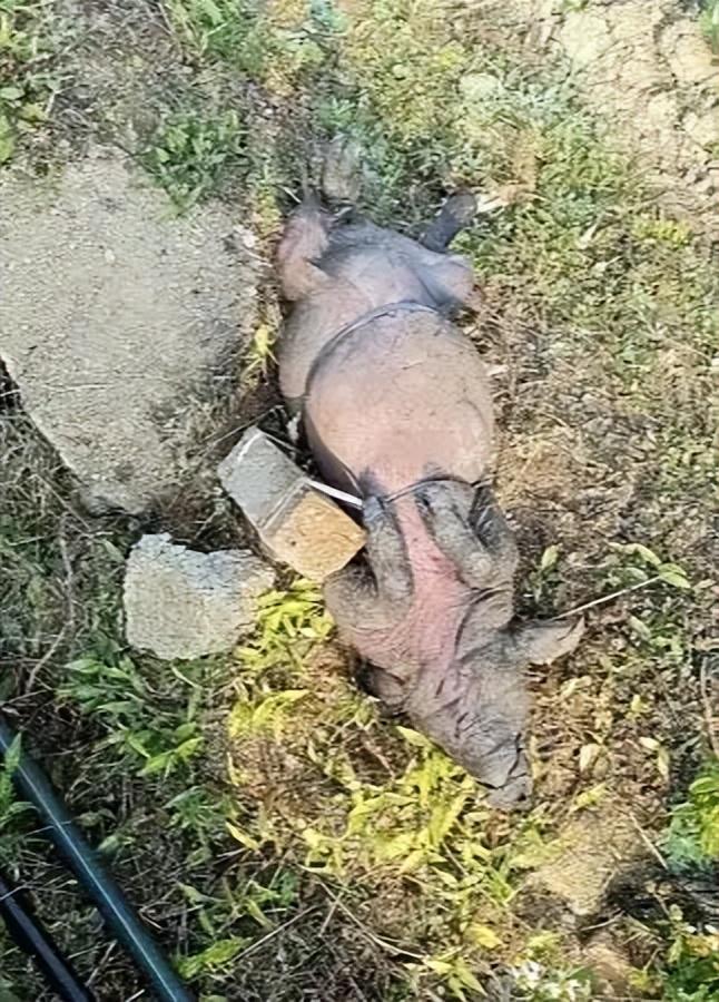 石头的死猪该井供给了一半村民的饮用水pg电子平台广西村庄水井内发现被绑(图1)