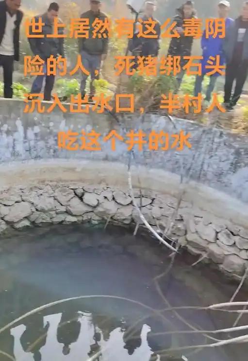 石头的死猪该井供给了一半村民的饮用水pg电子平台广西村庄水井内发现被绑(图2)